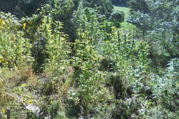 116 pieds de cannabis trouvés dans un ancien potager à Seyne les Alpes (04)