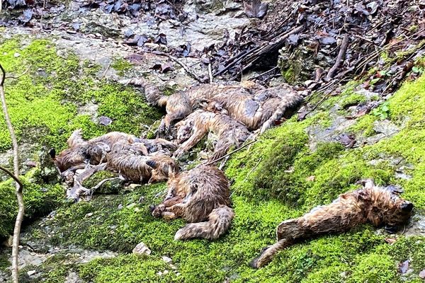 Un charnier de renards découvert dans le Jura.