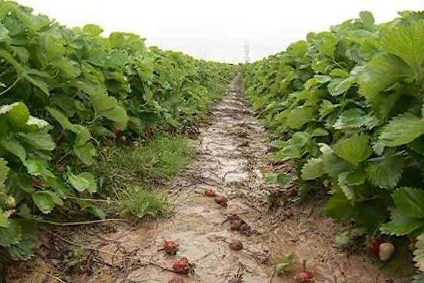 Un champ de fraises à Illfurth devasté par la boue