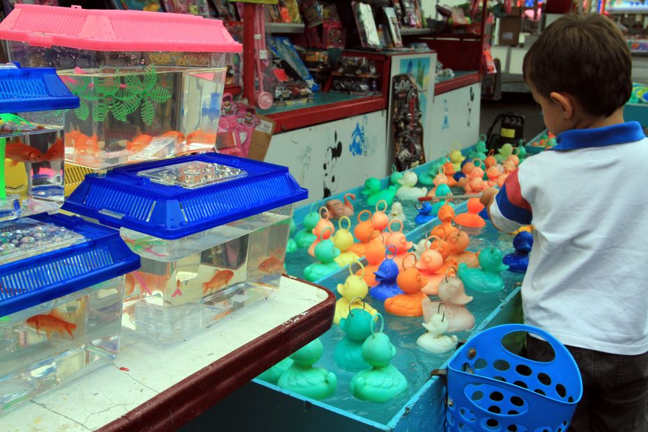 Goldfish to be won at the Saint-Lô funfair, the town hall arrested