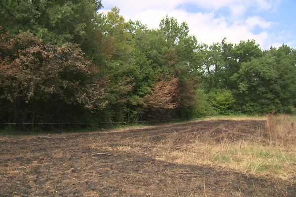 Vestige d'un départ de feu en Charente dans la forêt de la Braconne