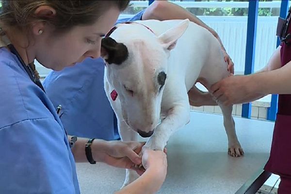 Les cosmétiques pour animaux sont notamment utilisées pour lutter contre les peaux sèches.