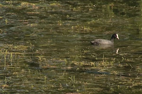 Les plantes aquatiques se développent en nombre dans le canal et compliquent la navigation.