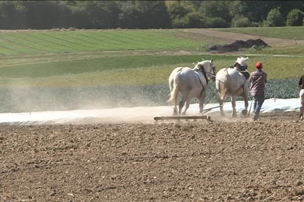 La terre est sèche, le labour est difficile.