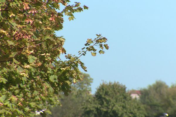 Dans le Puy-de-Dôme, ces érables souffrent de la chaleur.