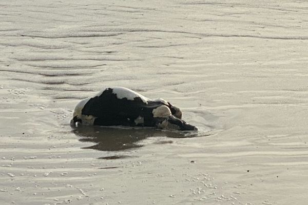 Un jeune taureau échoué et étendu sur le sable près de Crozon, le 10 décembre 2023