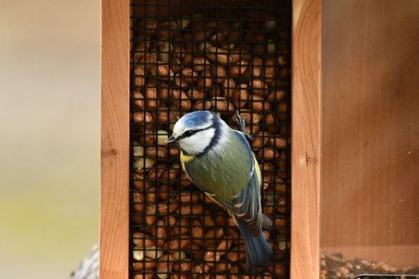 Cette mésange bleu raffole des graines qu'on lui propose.