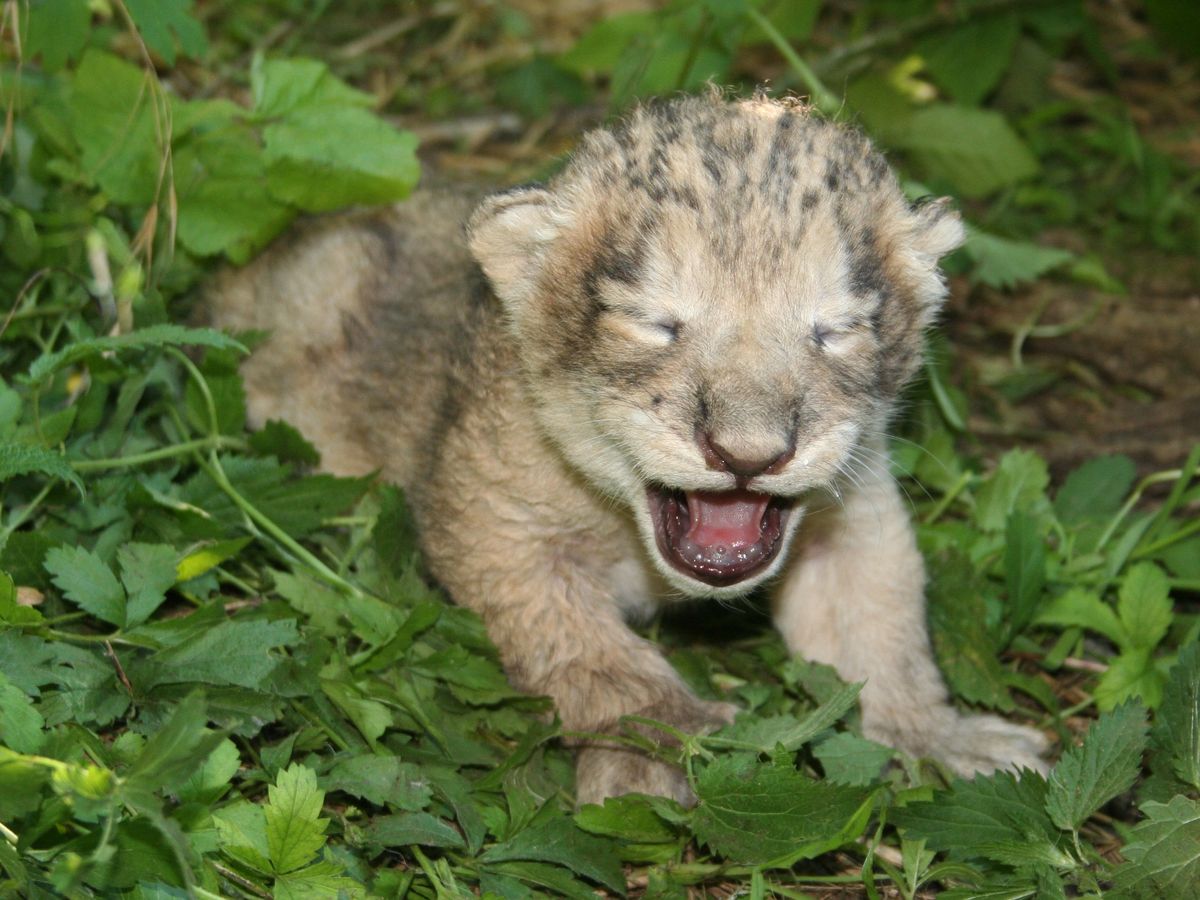 Naissance Rare D Un Lionceau D Asie Au Zoo De La Citadelle De Besancon