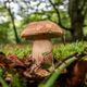 À 92 ans, un homme s'est perdu en Haute-Saône en partant cueillir des champignons.