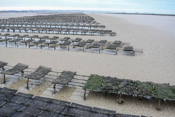 Près d'Arromanches, les huîtres de pleine mer à perte de vue