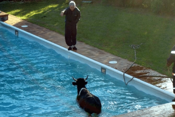 Une vache était tombée dans la piscine d'un particulier de la commune de Fontenilles en Haute-Garonne. Elle a été secourue par les pompiers.