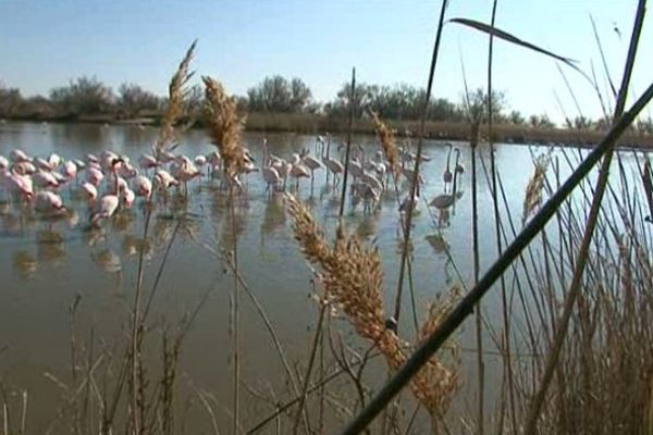 Dans les rizières, les flamants sont de plus en plus nombreux