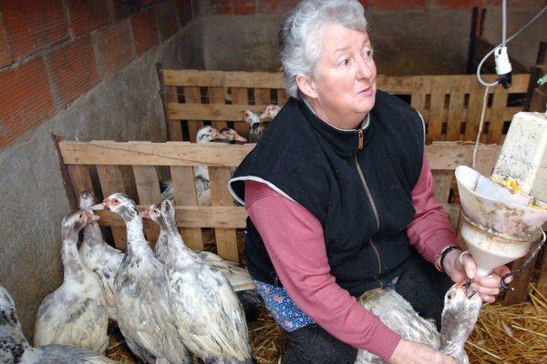 Gavage traditionnel chez une productrice de foie gras du Sud-Ouest