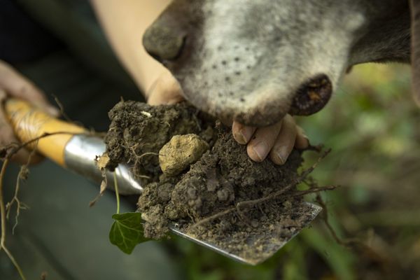 Le réchauffement climatique, l'absence de pluie, risque de faire disparaître les truffes.