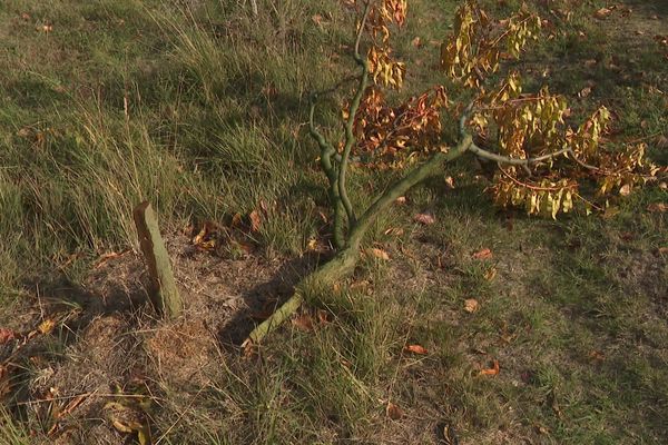 Arbre fruitier tronçonné à Magrie (Aude) en octobre 2022