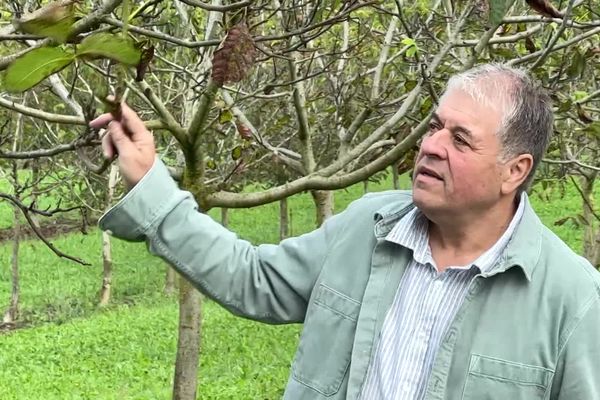 "On va se retrouver avec peut-être deux, trois, cinq tonnes de noix en tout c'est ridicule" réagit Hervé Clédel, un producteur du Lot.