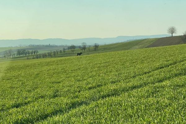 Un loup repéré dans les champs du Kochersberg...