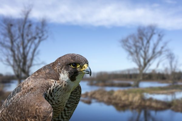 Un cas de grippe aviaire identifié sur un faucon pèlerin à Avranches le 6 janvier 2023.