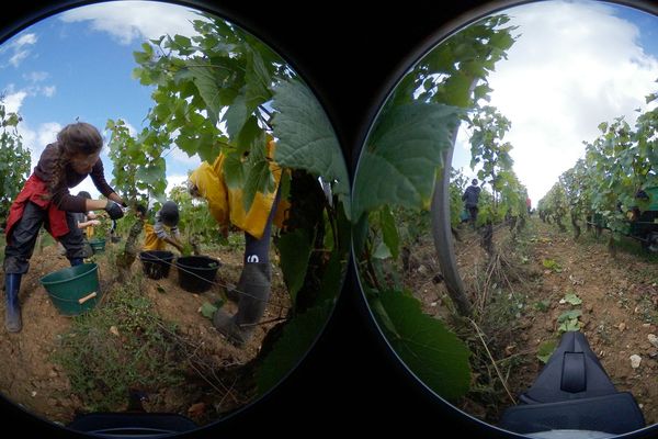 Les vendanges, moment où le raisin récolté est arrivé à maturité