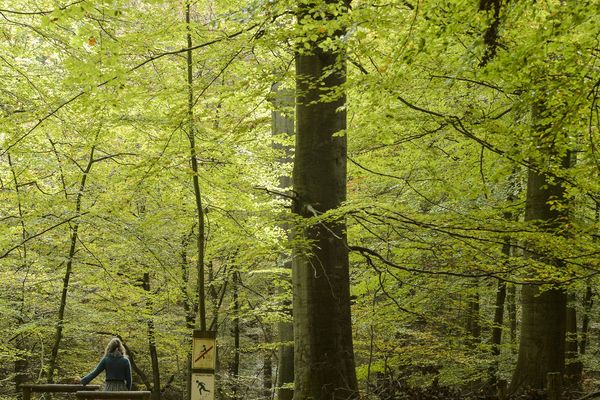 Voir la forêt et la mer, deux désirs après le confinement