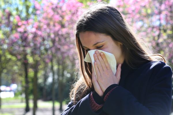 Éternuements, nez qui coule, la rhinite allergique est l'un des symptômes des allergies au pollen. (image d'illustration)