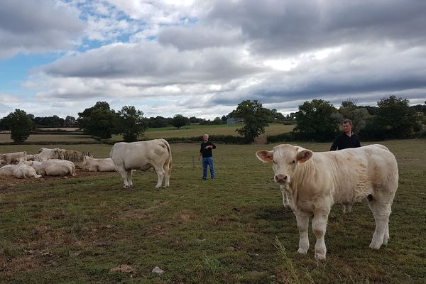 On ne s’improvise pas champion. Pour espérer décrocher une médaille au Sommet de l’Elevage de Clermont-Ferrand, la sélection des animaux est un travail de longue haleine qui débute dès la naissance, comme ici au GAEC Micaud, à Ygrande, dans l'Allier.