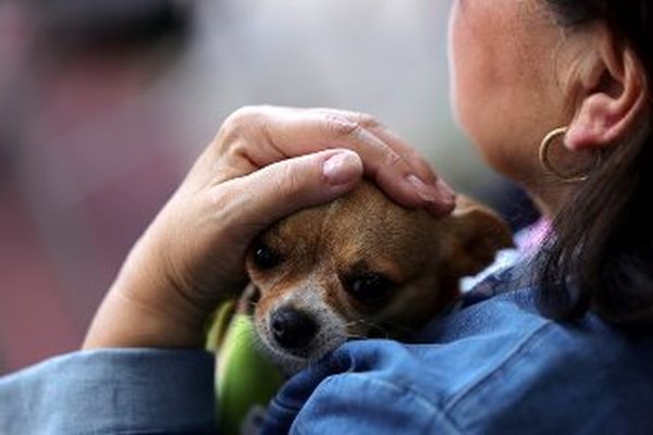 La ville de Cannes a mis en place une campagne de vaccination gratuite pour les aniamux des sans-abris.