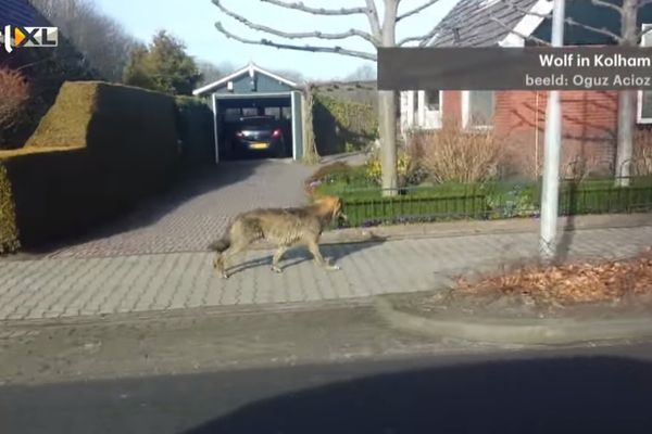 Un loup en pleine rue. 