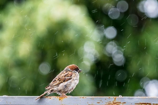 Pluie, pluie pluie