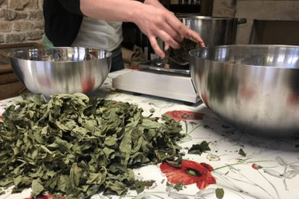 Quatre tisanes vendues dans un magasin de Perpignan étaient toxiques, contaminées par une plante dangereuse pour la santé.