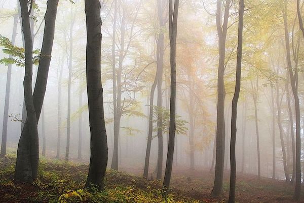 Attention au brouillard épais ! 