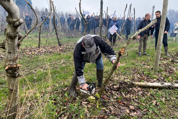 Une centaine de pomiculteur du Limousin a participé à l'arrachage symbolique d'un verger de Saint-Yrieix-la-Perche.