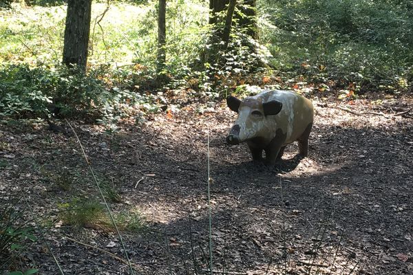 Faux sanglier caché dans les bois du sentier pédagogique de la Salamandre, à Vierzon.