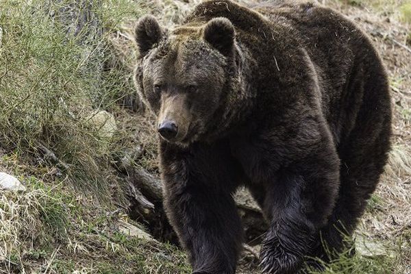 Selon les associations, la survie de l'ours est compromise dans les Pyrénées
