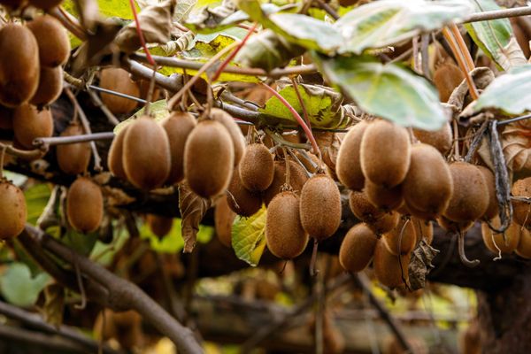 Des kiwis prêts à être récoltés. 