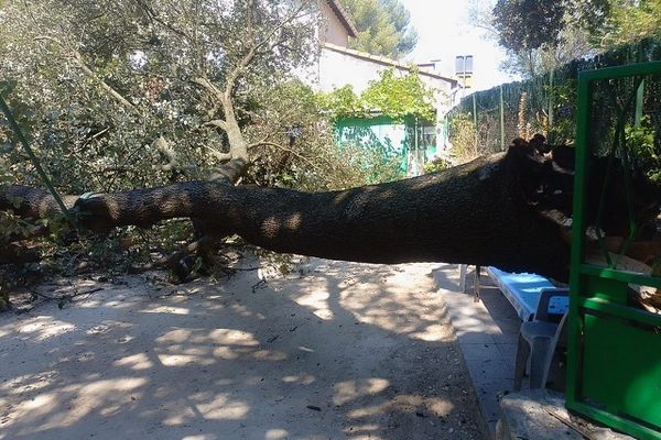 La branche de l'arbre a chuté sur Christian Bedos, habitant de Castelnau-le-Lez, dimanche 11 août. L'homme a passé une bonne partie de la journée aux urgences, mais s'en est sorti miraculeusement.