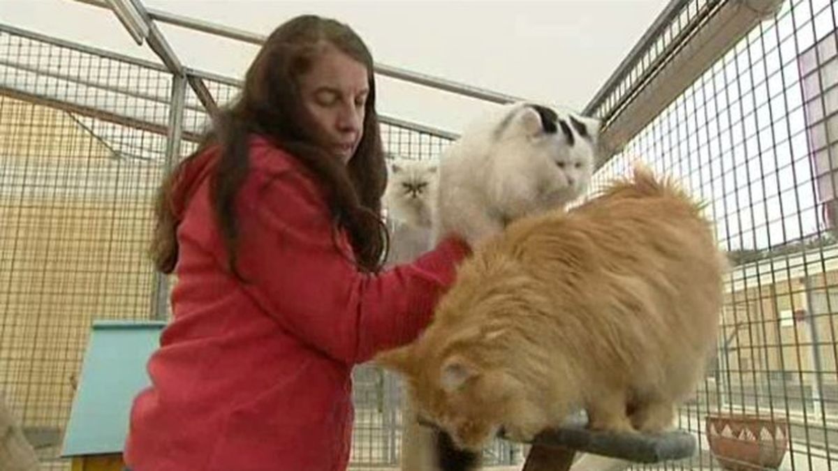 Vascoeuil 76 un parc consacr aux chats de race unique en Europe