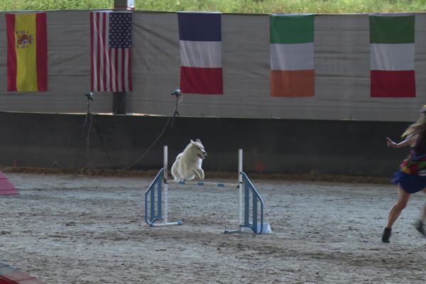 Bourgbarré accueille le championnat du monde d’agility, cette discipline où les chiens doivent franchir différents obstacles sur un parcours chronométré.