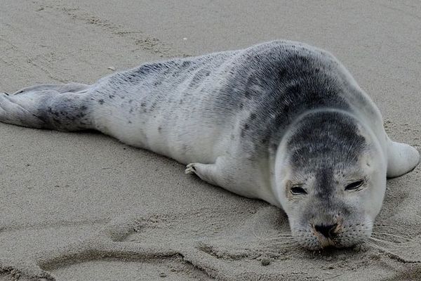 Berck Sur Mer Sauvetage D Un Bebe Phoque Qui S Etait Echoue Sur La Plage