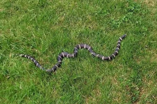 Villaudric (Haute-Garonne) - Un serpent roi de Californie a été aperçu et photographié mardi soir sur la pelouse du stade. Mai 2021.