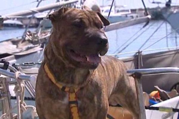 Paco et sa maîtresse habitent à l'année sur ce bateau, amarré au port des marines de Cogolin. 