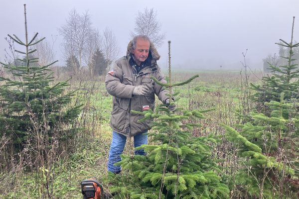 Pour Anthony Lozada, pépiniériste à Fondettes, la culture locale de sapins nordmann est en sursis en Touraine.