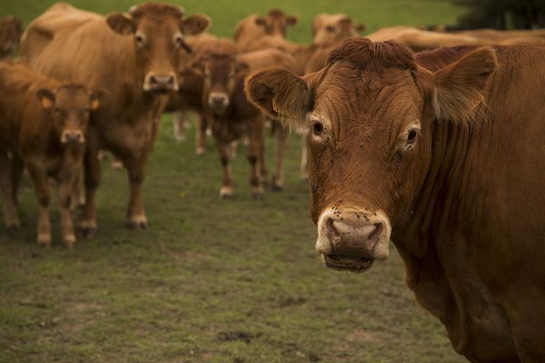 Une loi pour appaiser les conflits dans le monde rural : les Limousines vont-elles paître tranquilles ?