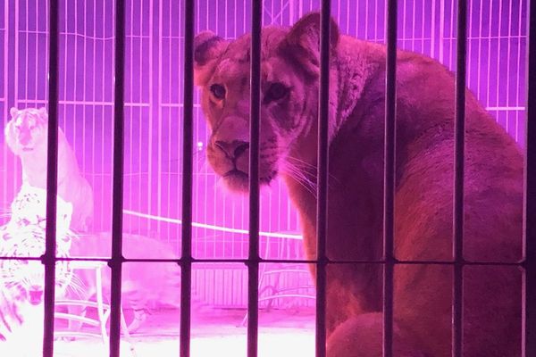 L'association Zoopolis manifestait à Châlons-en-Champagne samedi 22 février pour demander l'interdiction des animaux dans les cirques