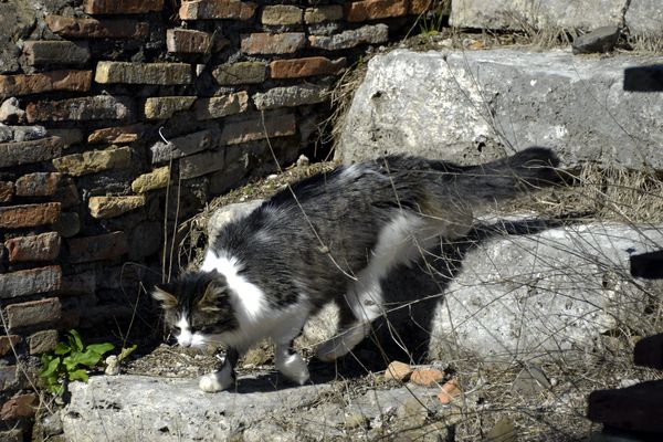 Archives, un chat errant sur un site touristique, celui d'Ostie, près de Rome