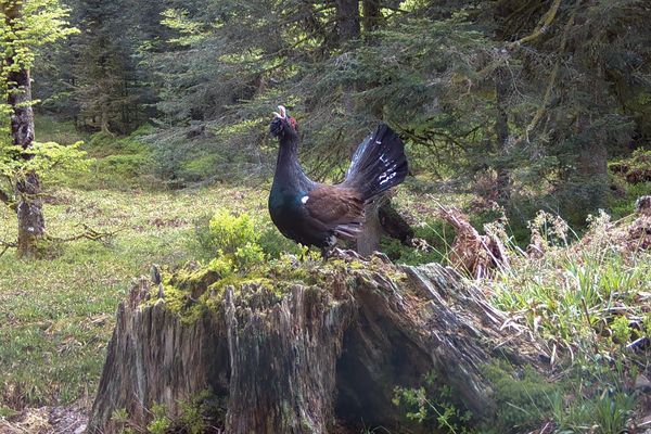 Le dernier coq de bruyère observé dans les Vosges en mai 2022 par le Groupe Tétras Vosges.