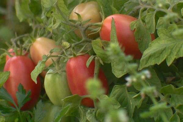 Dans ce jardin potager, on trouve encore des tomates alors que l'été est bien terminé sur le calendrier... le jardin de l'entreprise Bjorg a été conçu avec l'aide de Place au Terreau. 