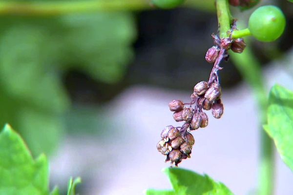 Passa (Pyrénées-Orientales) - 50 à 80 hectares de vignes détruits par la grêle dans les Aspres - 6 juin 2022.