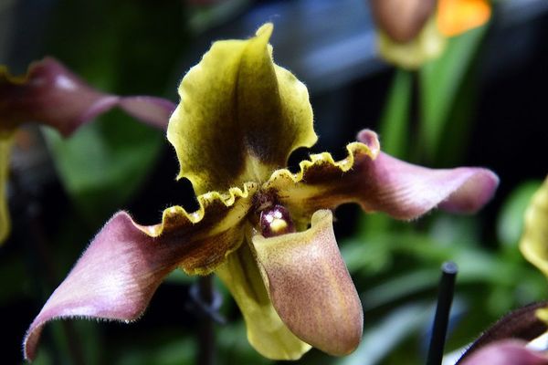 9e salon de l'orchidée à Feytiat