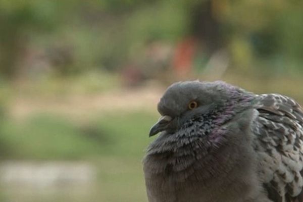 Marseille compte plus de 800 000 pigeons